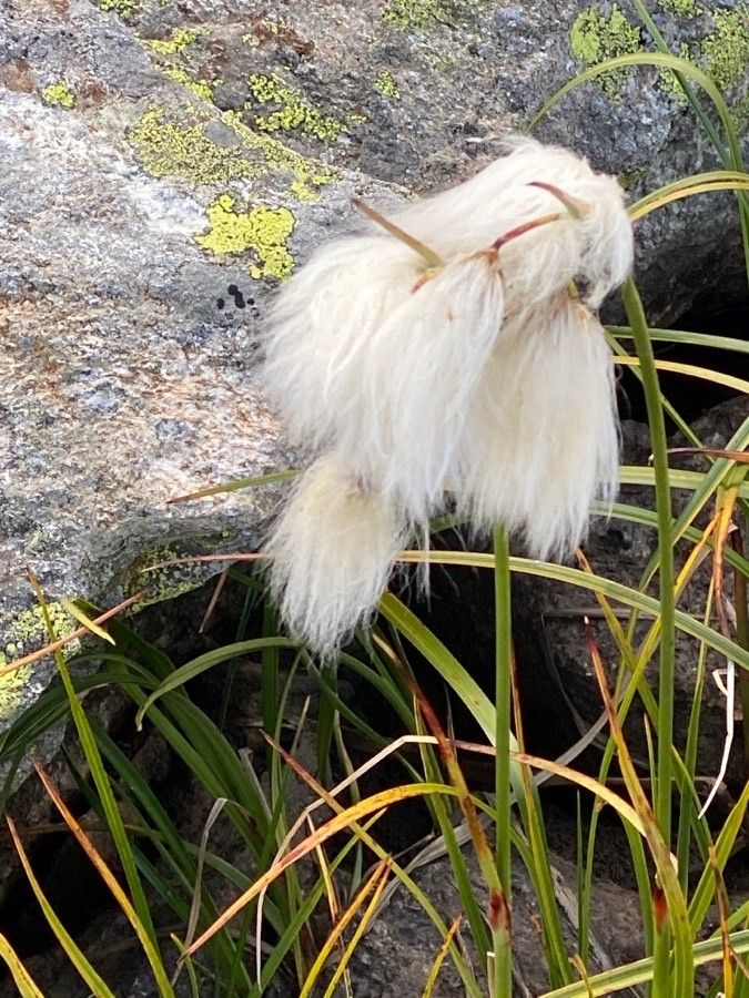 Eriophorum angustifolium flower