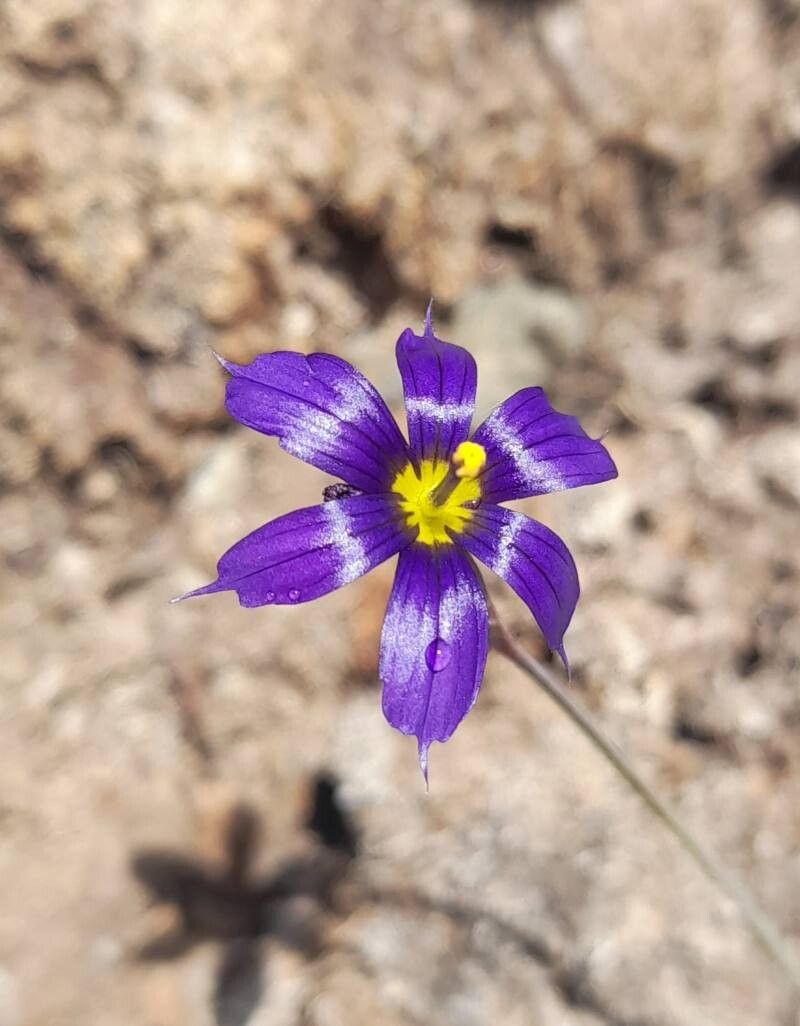 Sisyrinchium chilense flower