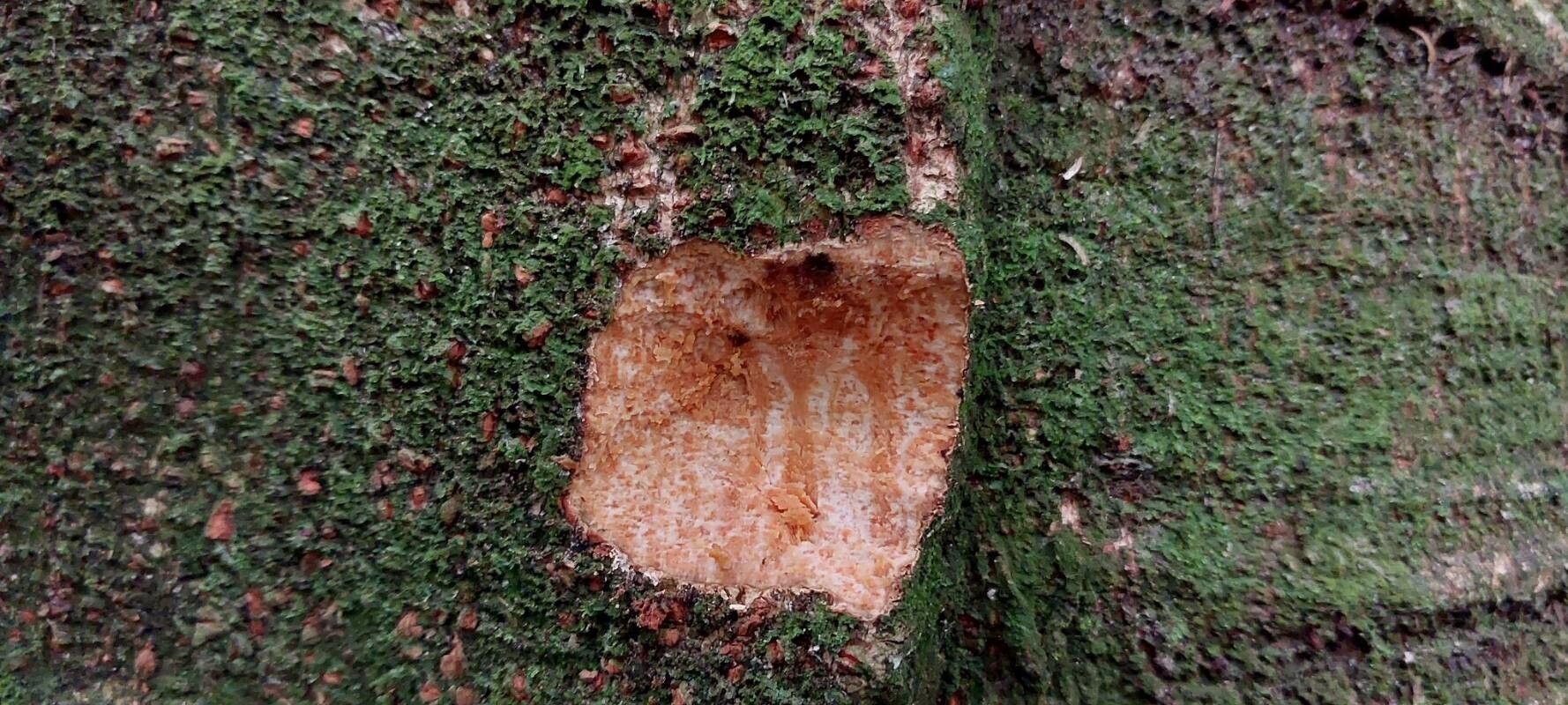 Albizia adianthifolia bark