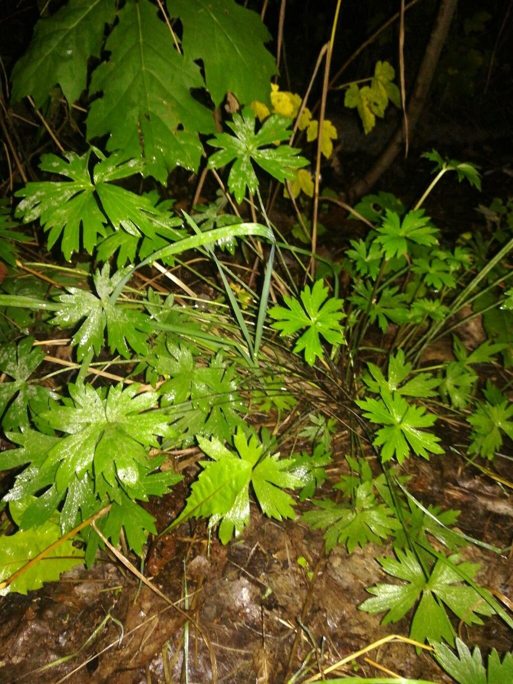 Ranunculus carinthiacus habit