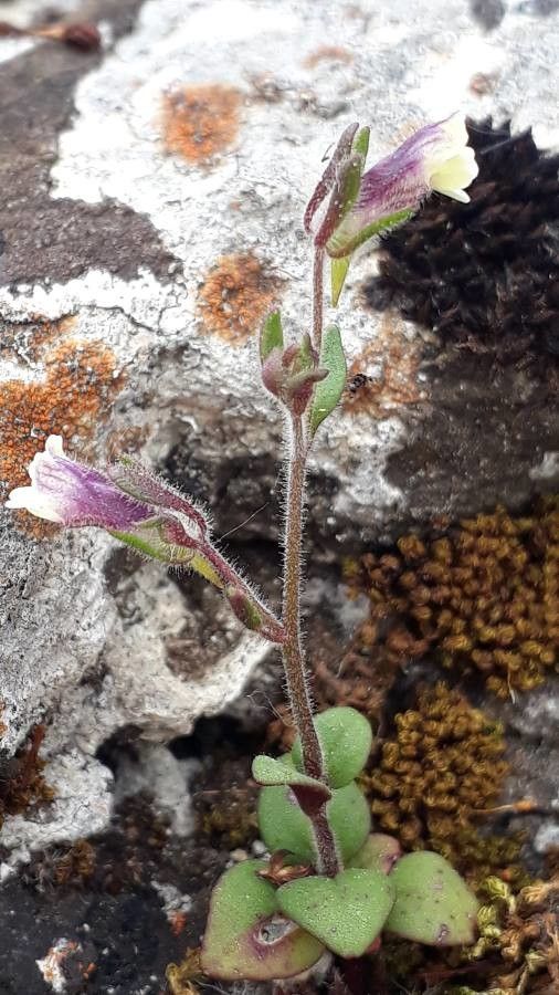 Chaenorrhinum rubrifolium habit