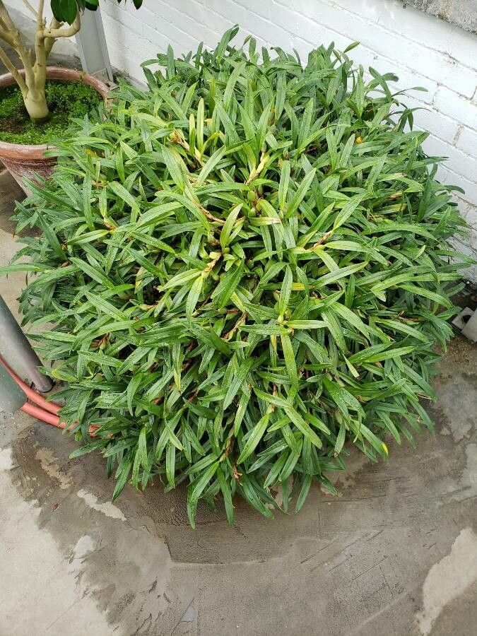 Maxillariella variabilis habit