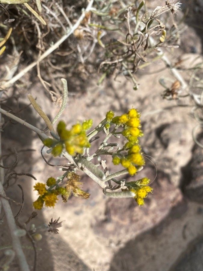 Schizogyne sericea flower