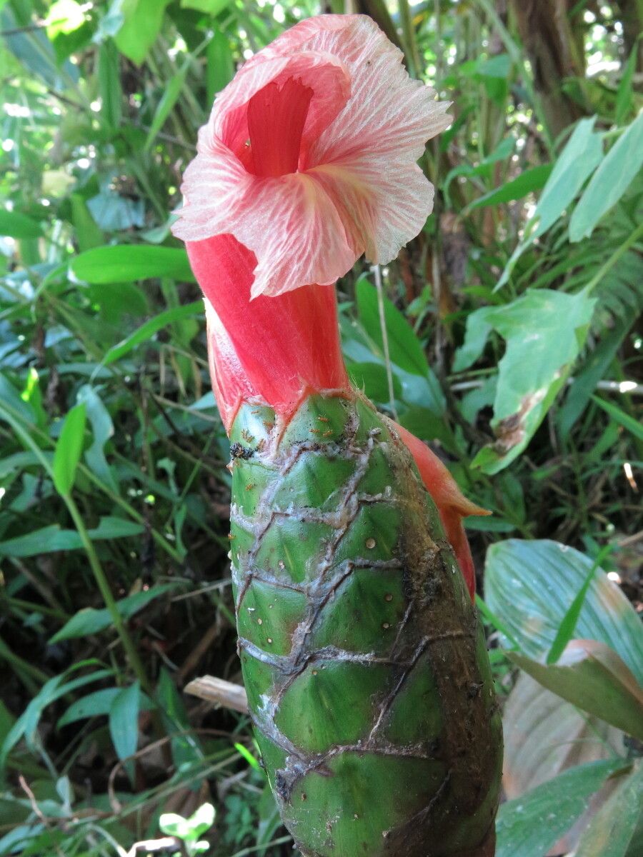Costus amazonicus flower