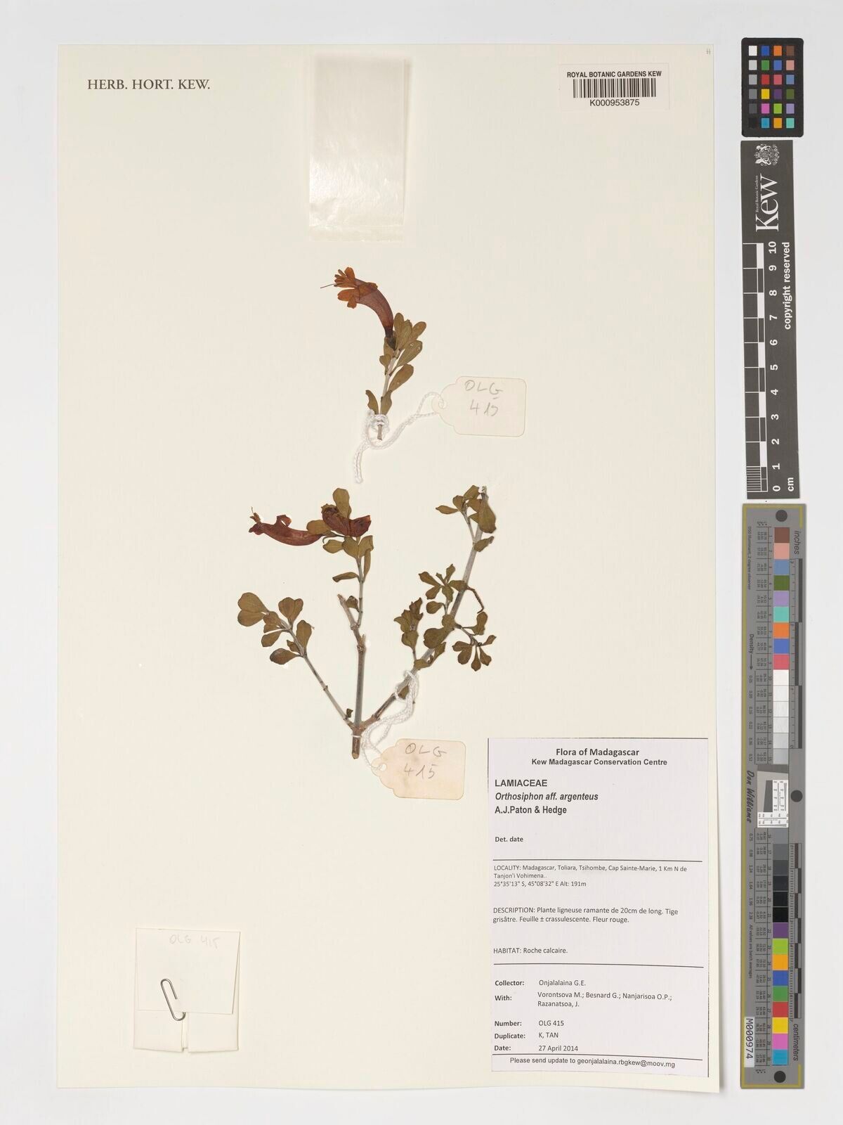 Ruellia perrieri other