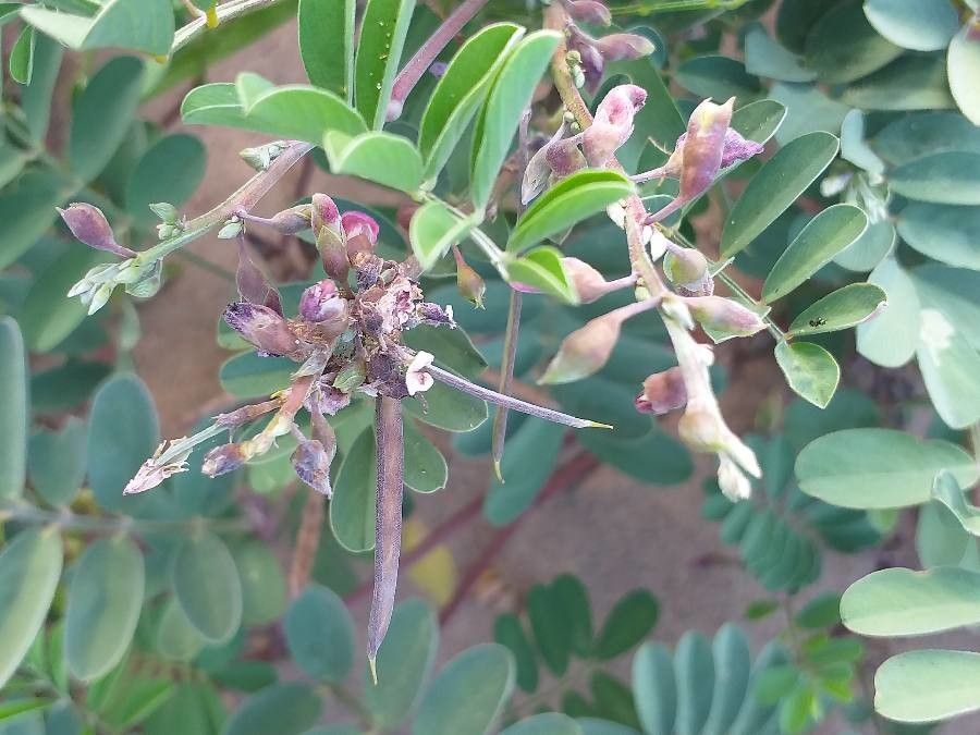 Tephrosia purpurea fruit