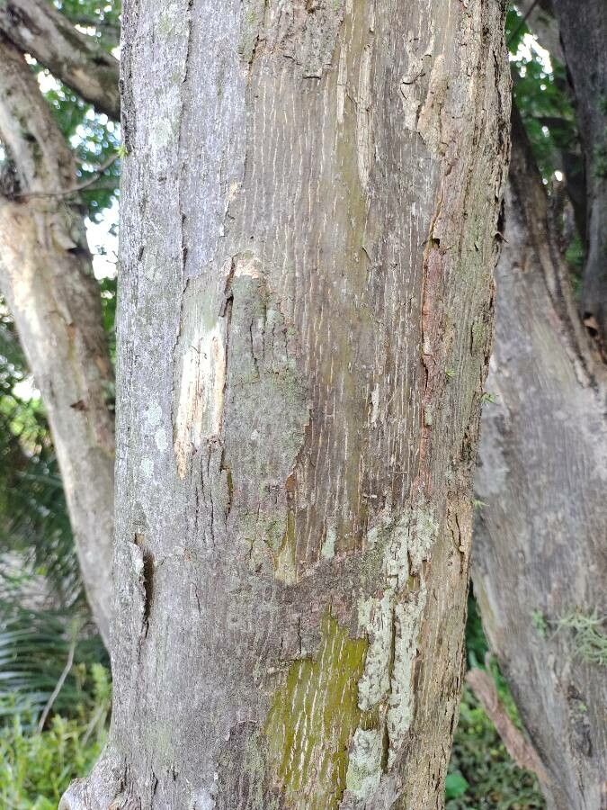 Cordia incognita bark
