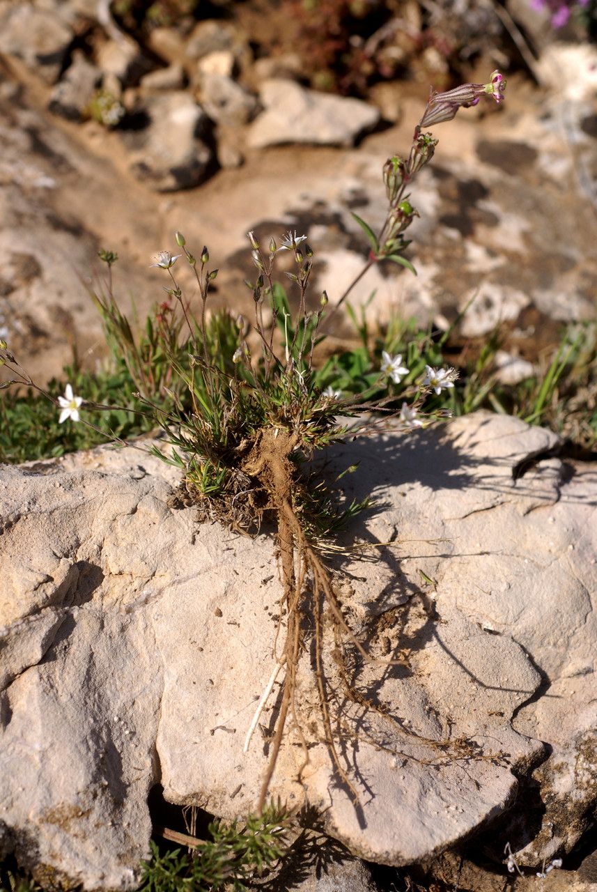 Minuartia stereoneura habit