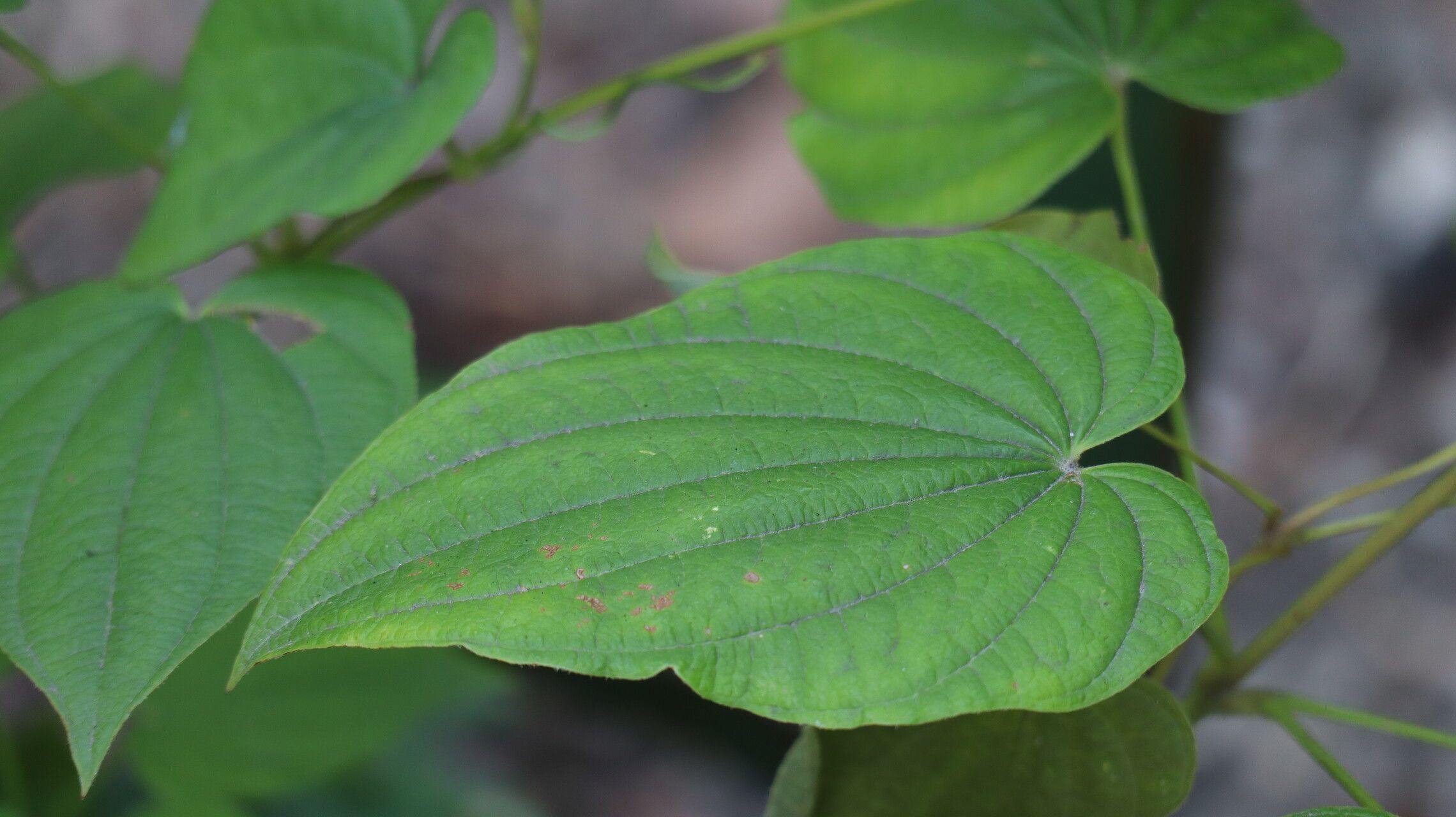 Dioscorea divaricata — houseplant care guide