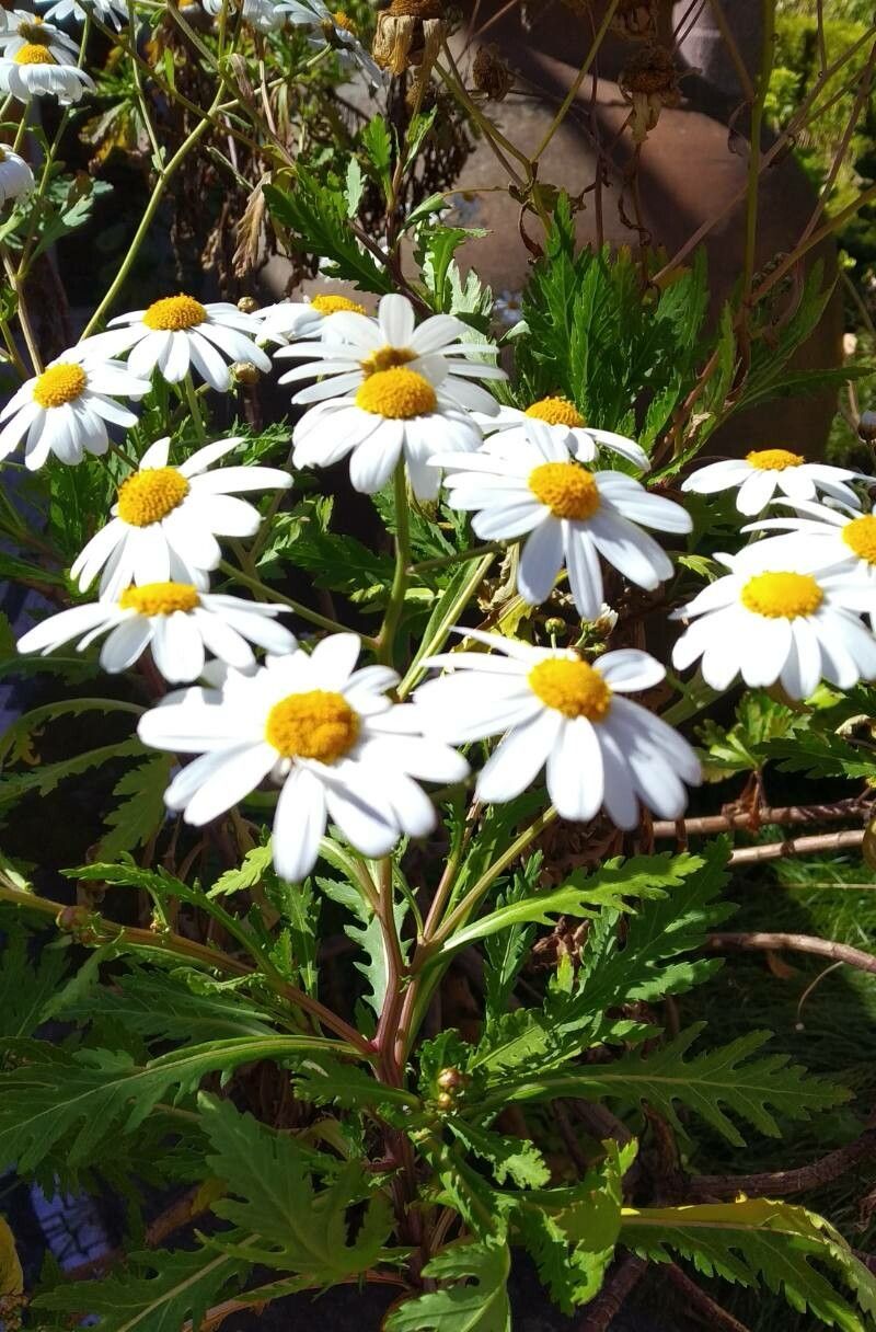 Argyranthemum pinnatifidum flower