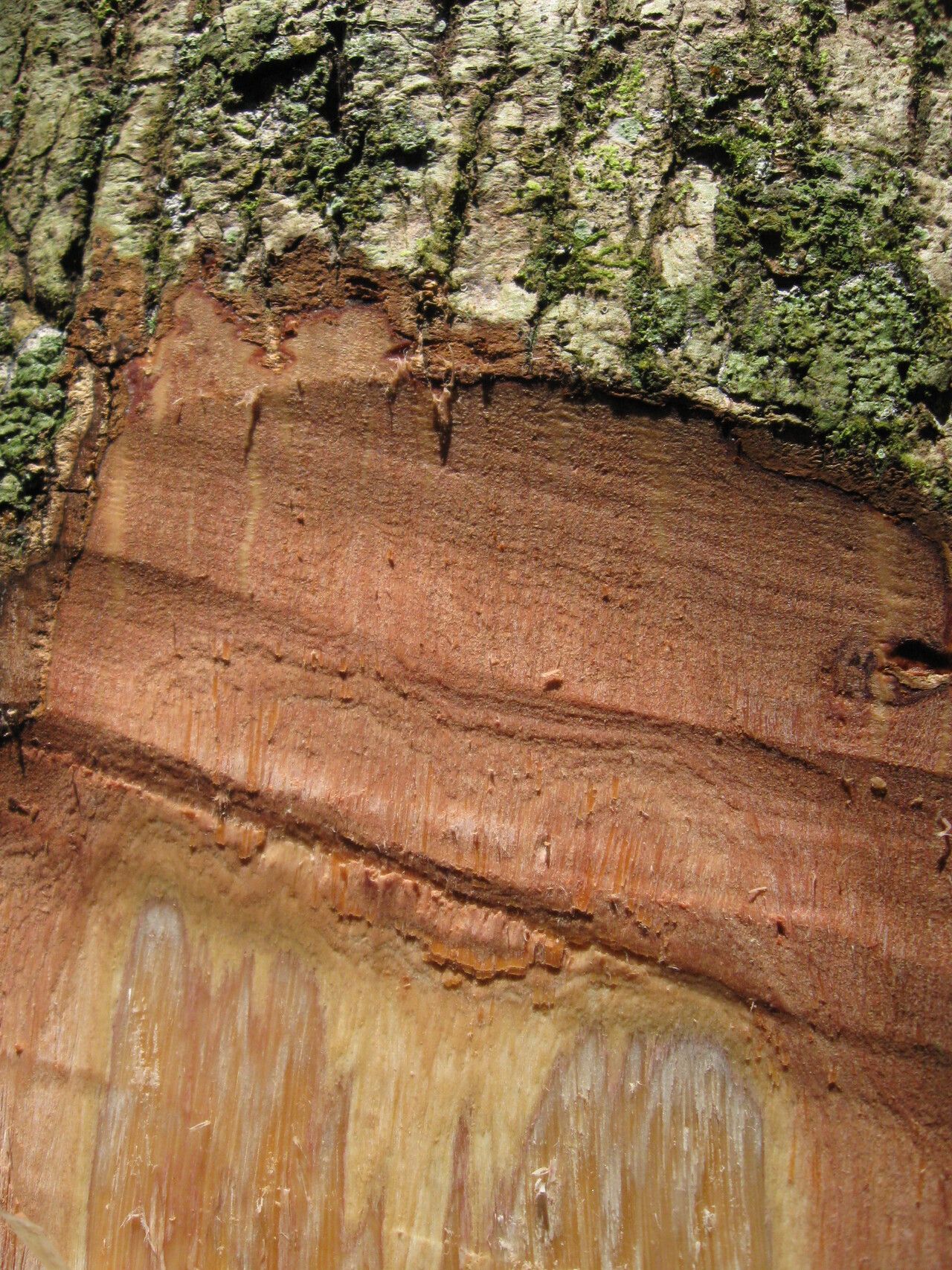 Terminalia hylodendron bark