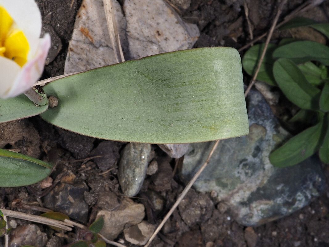 Tulipa biflora