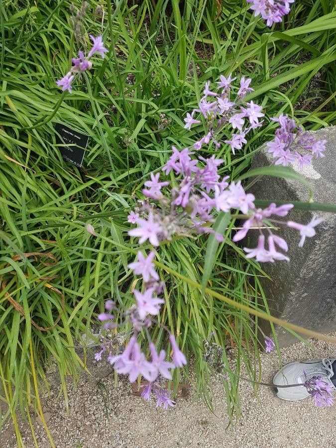 Chasmanthe bicolor flower