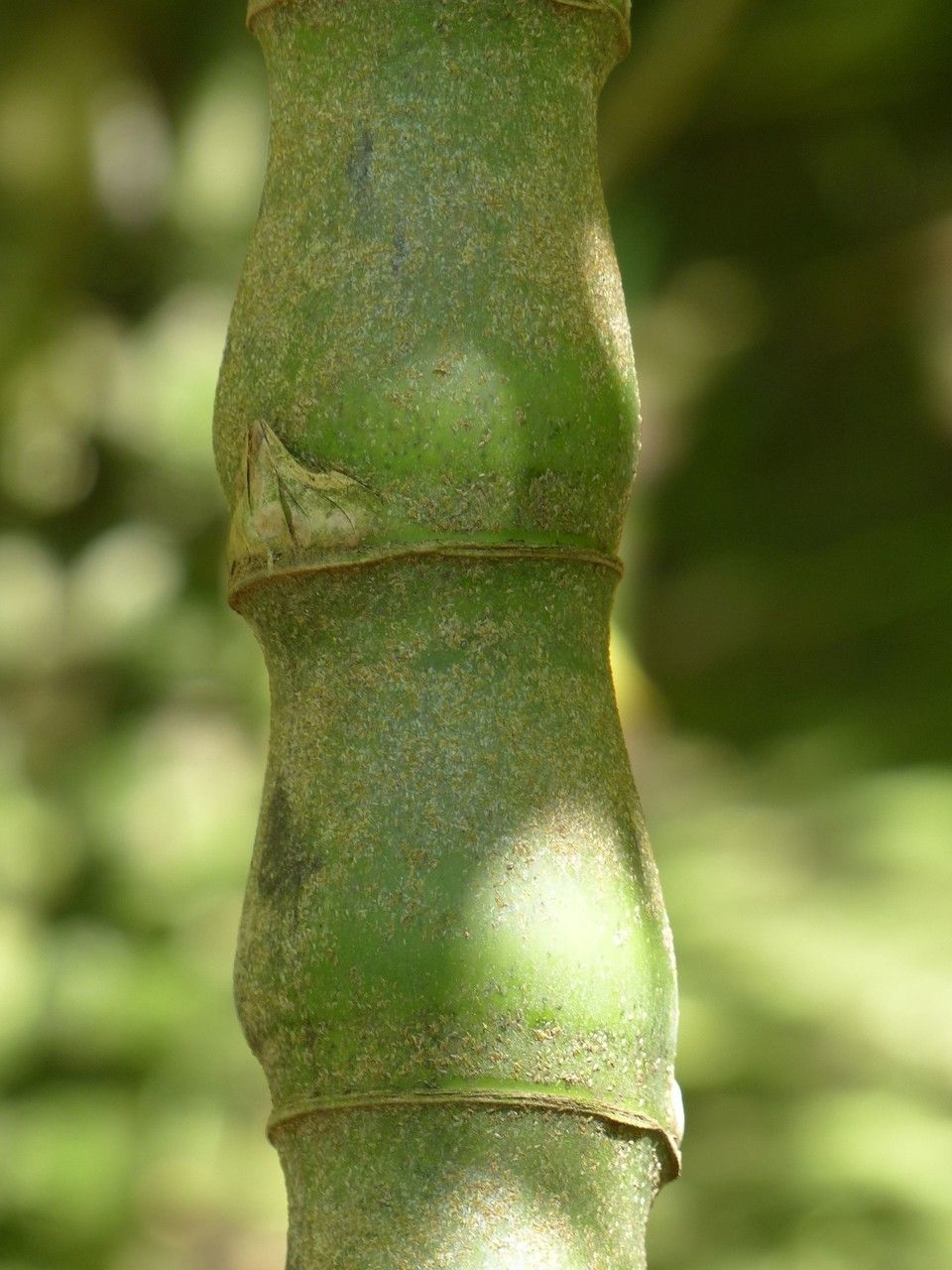 Bambusa tuldoides bark