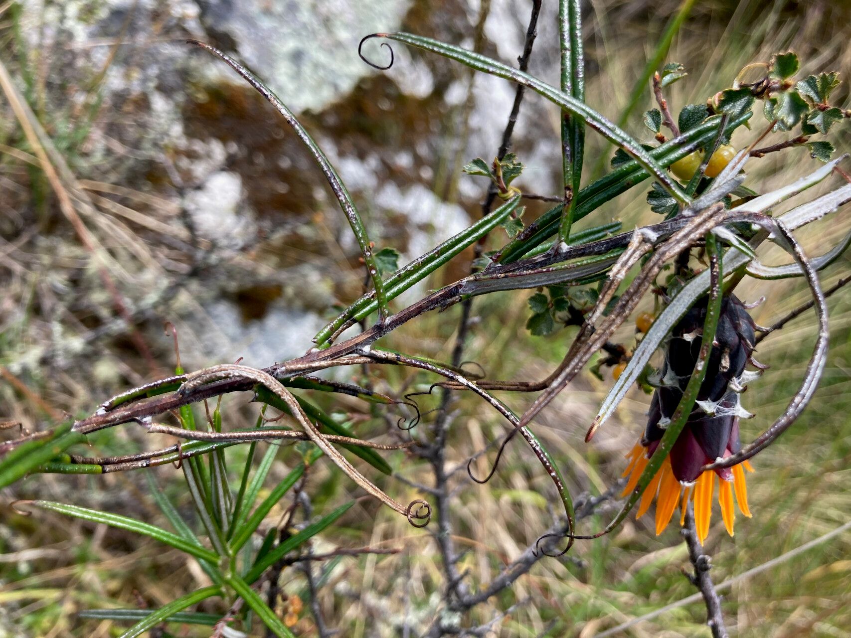 Mutisia mathewsii leaf
