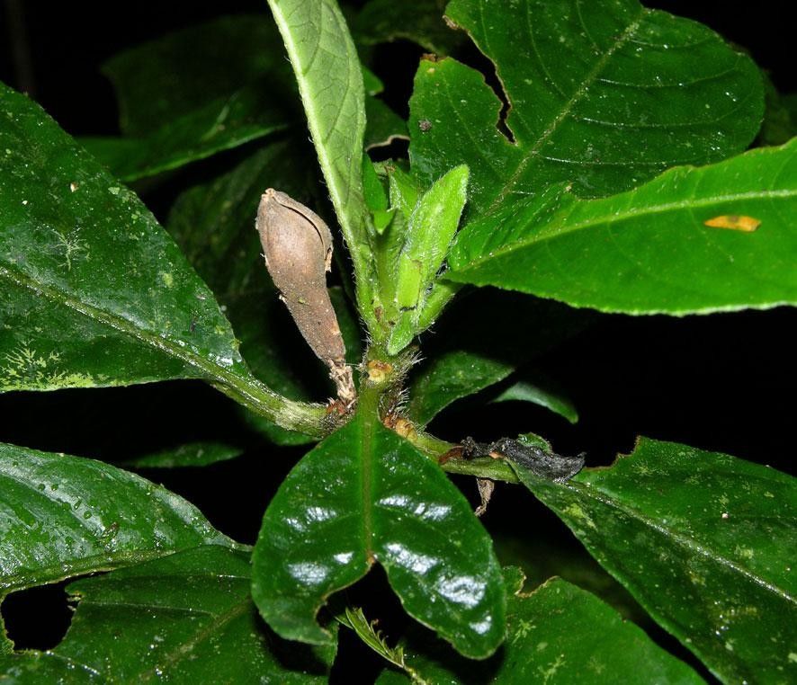 Ruellia palustris other