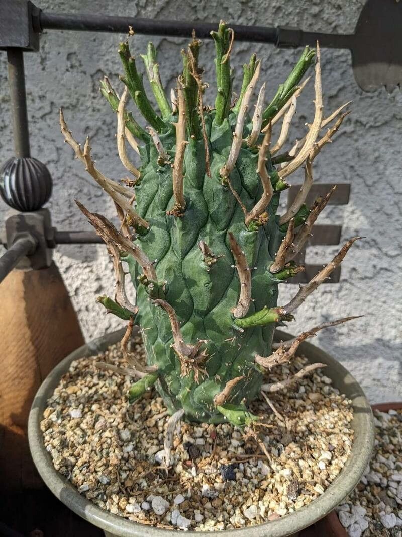 Euphorbia schoenlandii — houseplant care guide