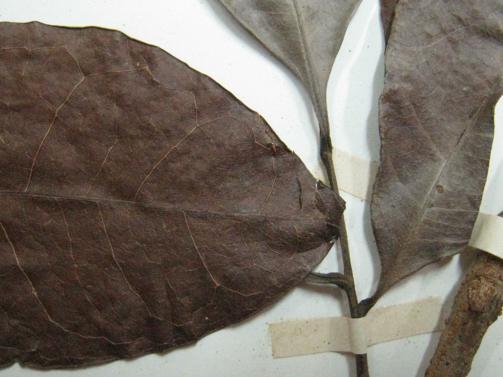 Matayba guianensis other