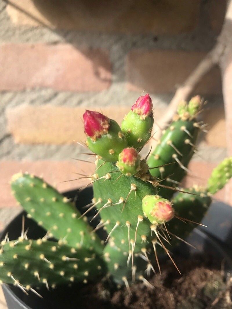 Tacinga palmadora leaf