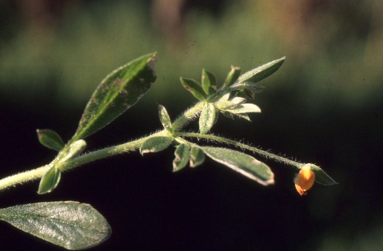 Anthyllis circinnata leaf