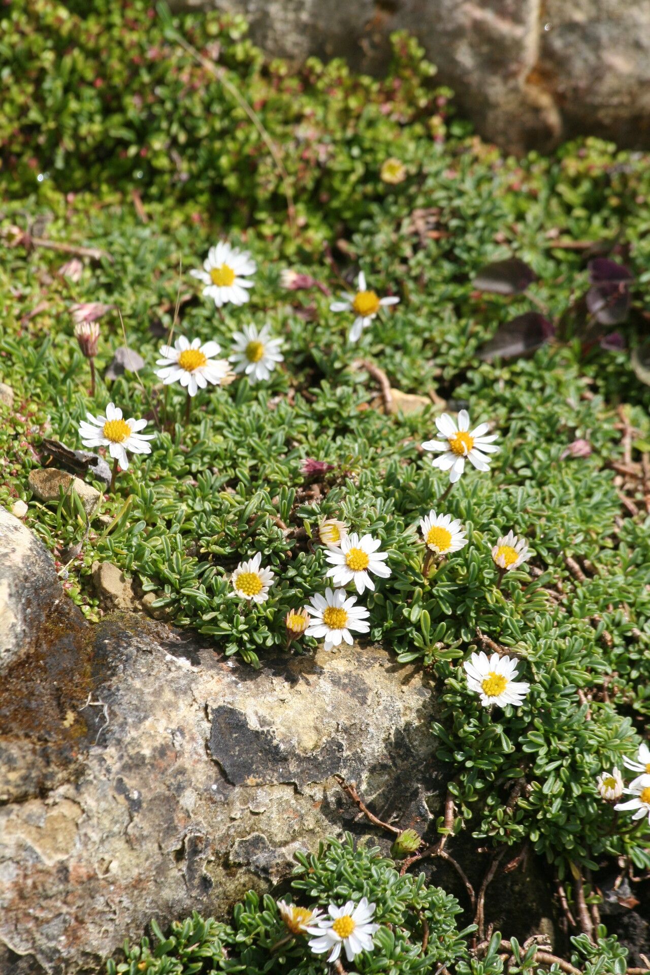 Erigeron scopulinus — search result for 'Erigeron'