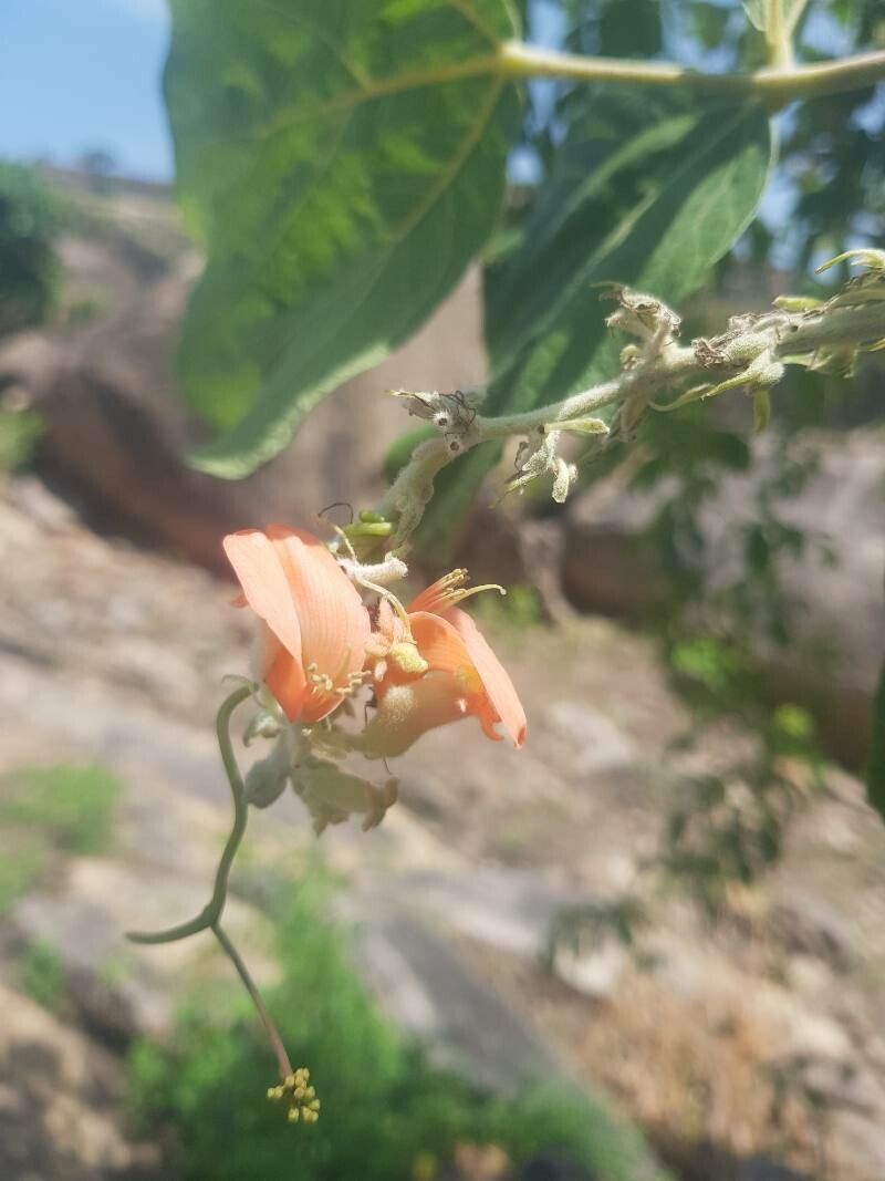 Erythrina sigmoidea flower
