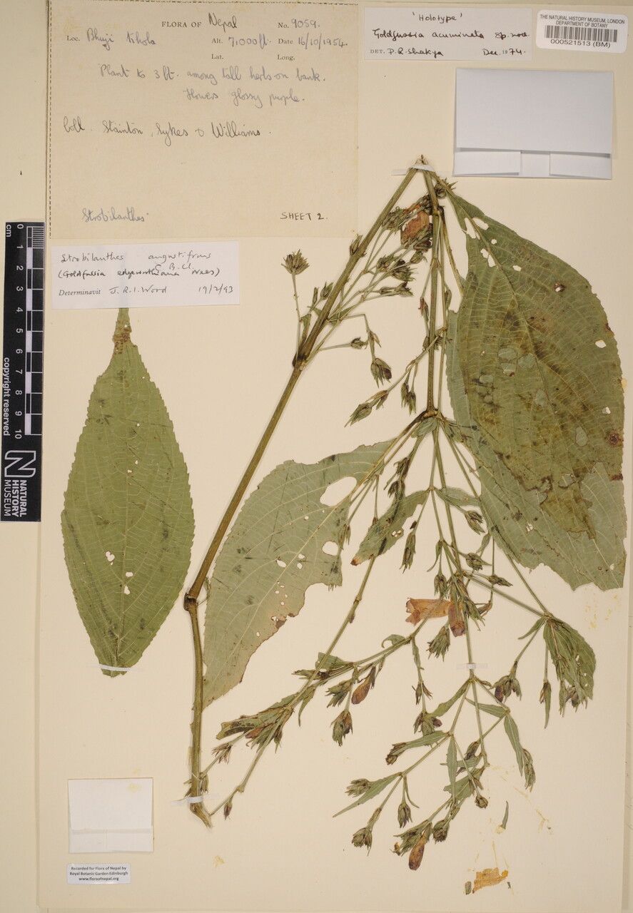 Strobilanthes angustifrons other