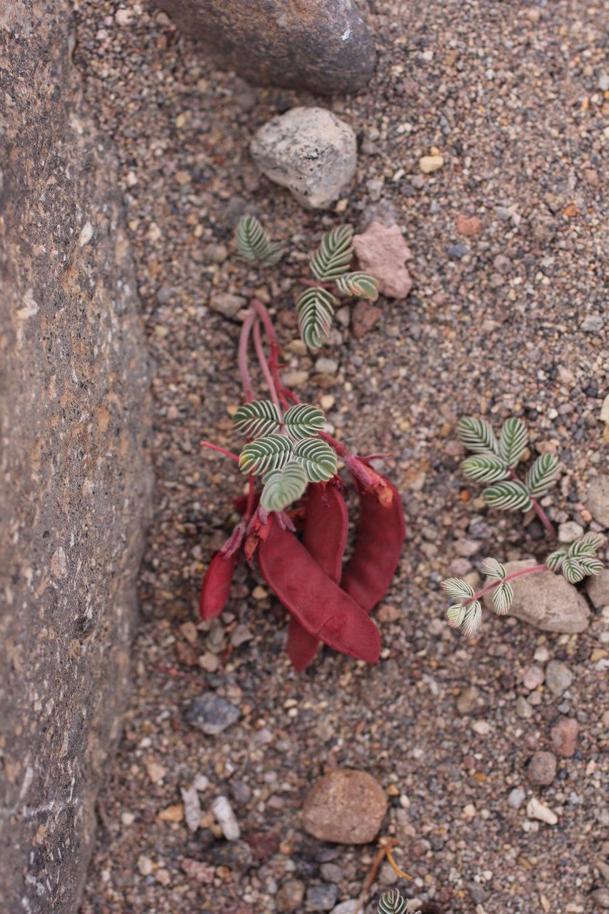 Hoffmannseggia minor leaf