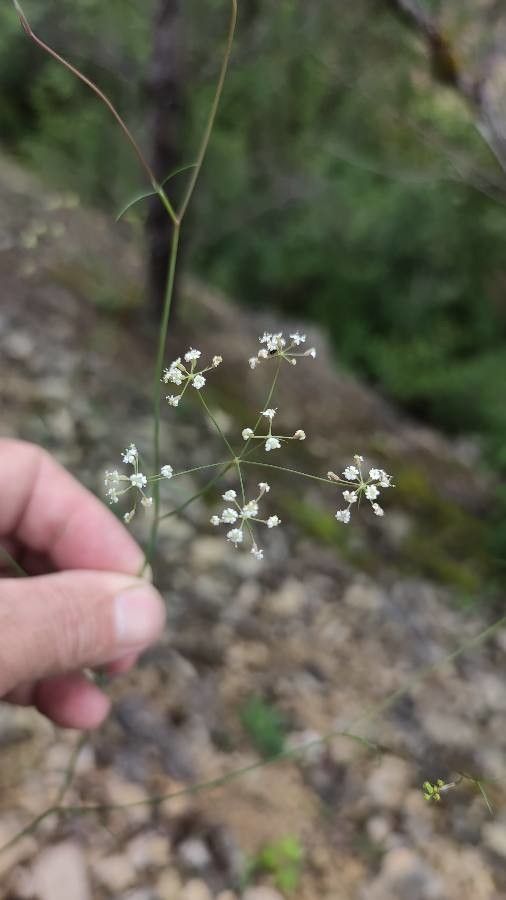Ptychotis saxifraga flower