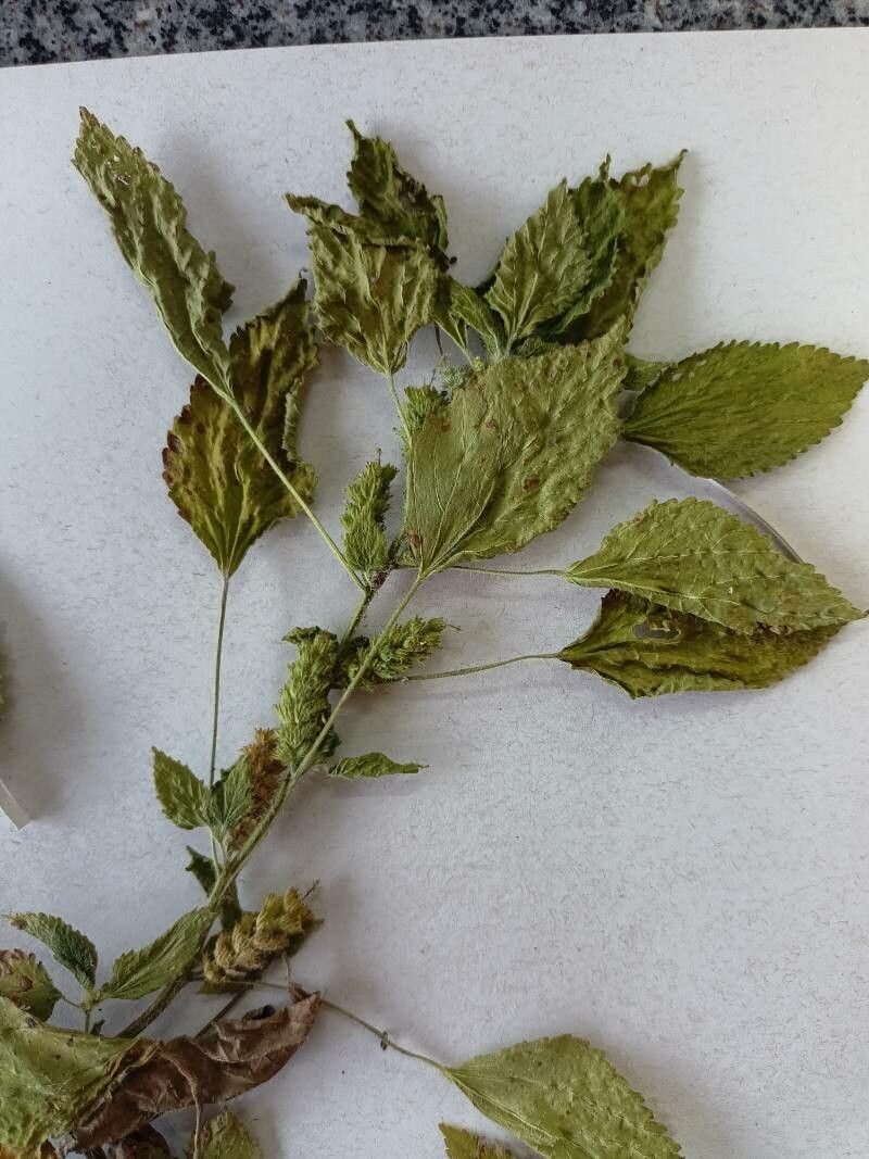 Acalypha poiretii leaf
