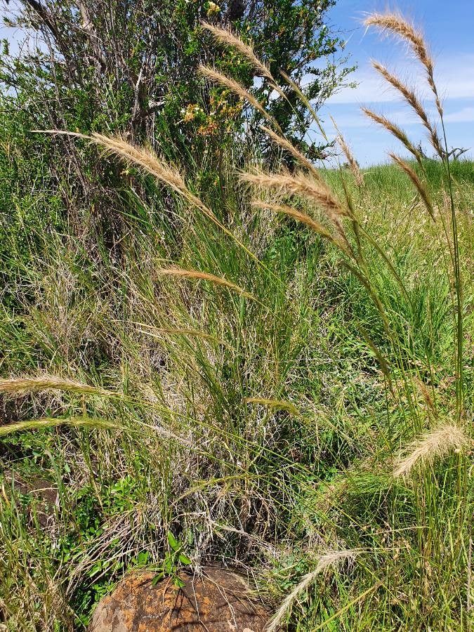 Aristida congesta flower