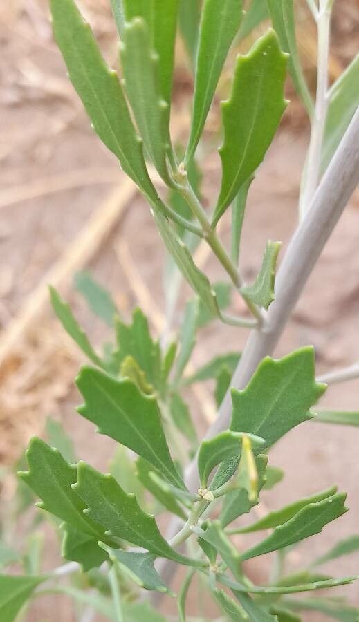 Tessaria absinthioides — related species from the same genus