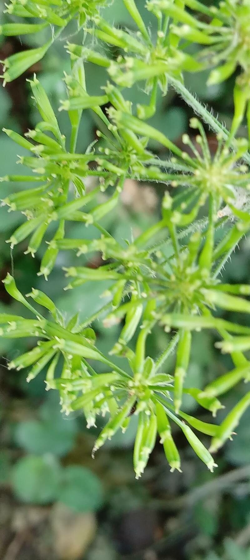 Chaerophyllum temulum fruit