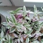 Tradescantia fluminensis