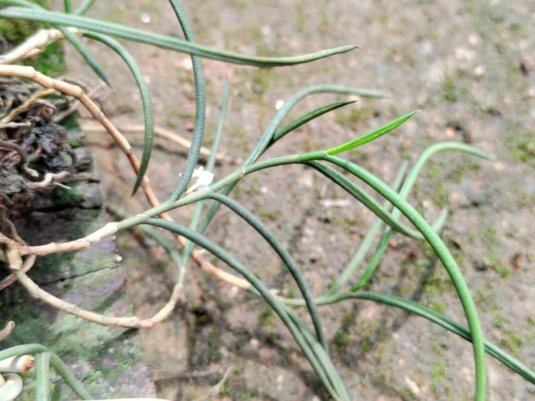 Angraecum subulatum leaf