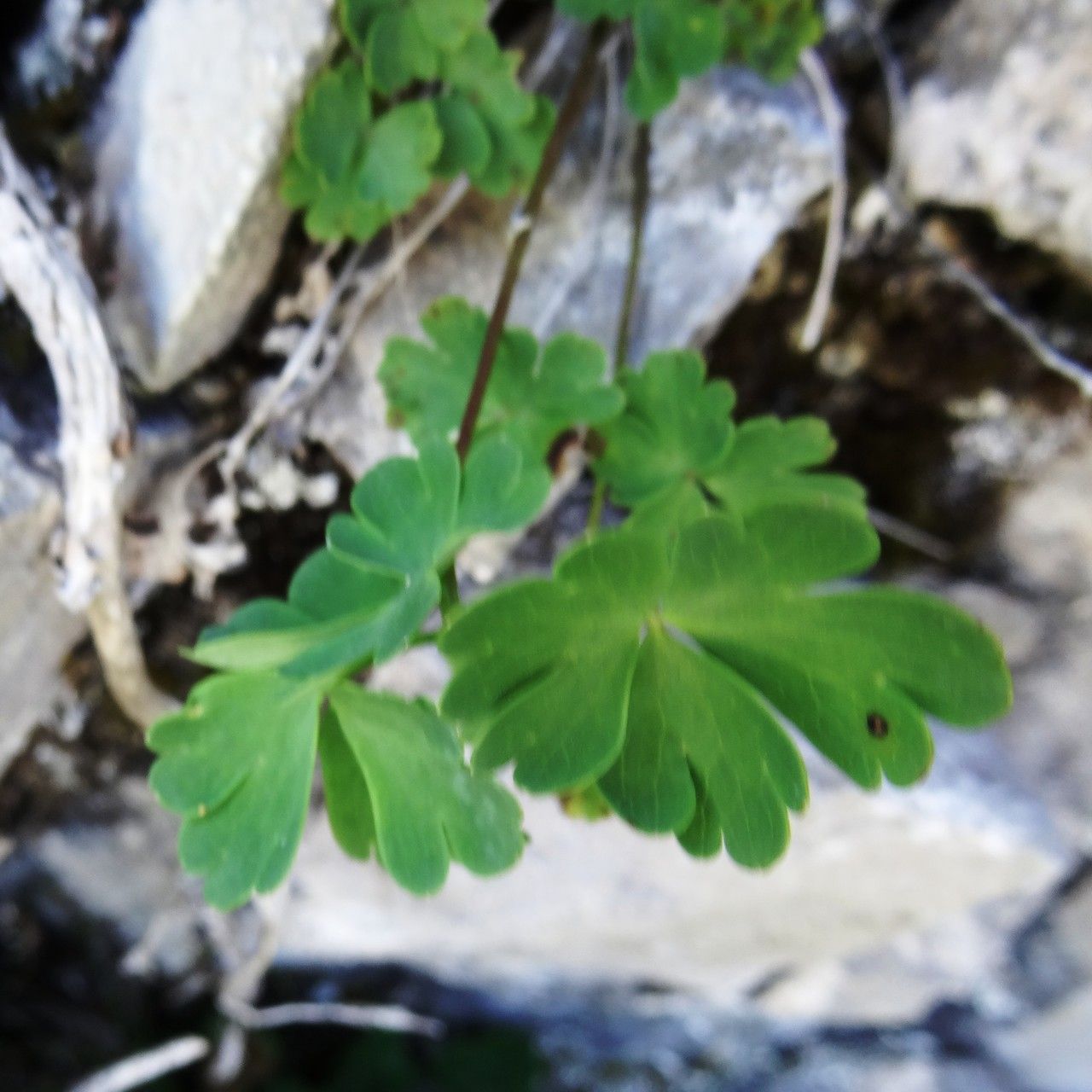 Aquilegia pyrenaica leaf