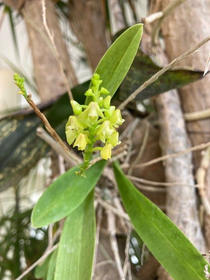 Polystachya concreta flower