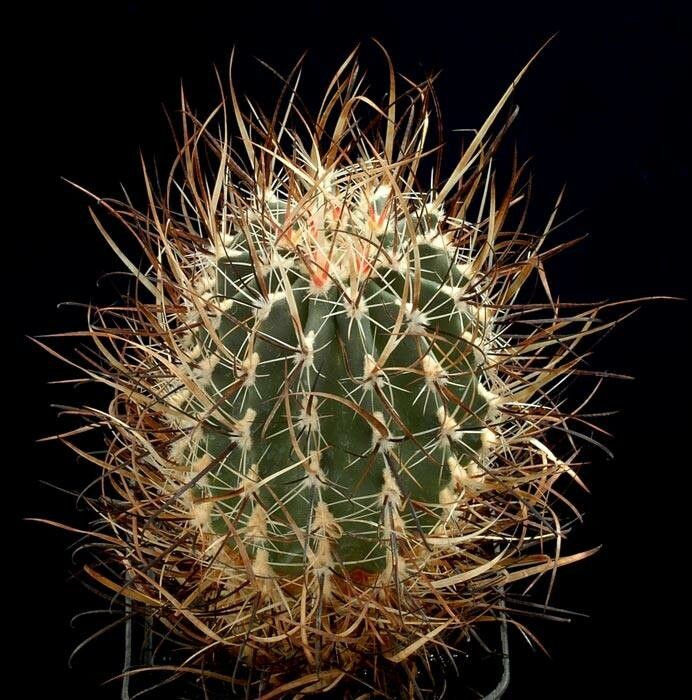 Sclerocactus blainei habit