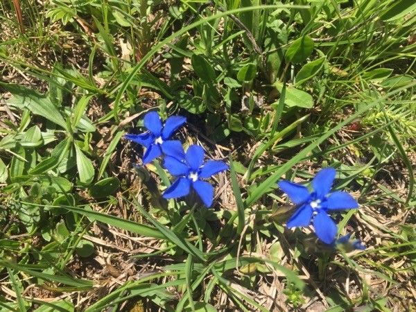 Gentiana nivalis flower