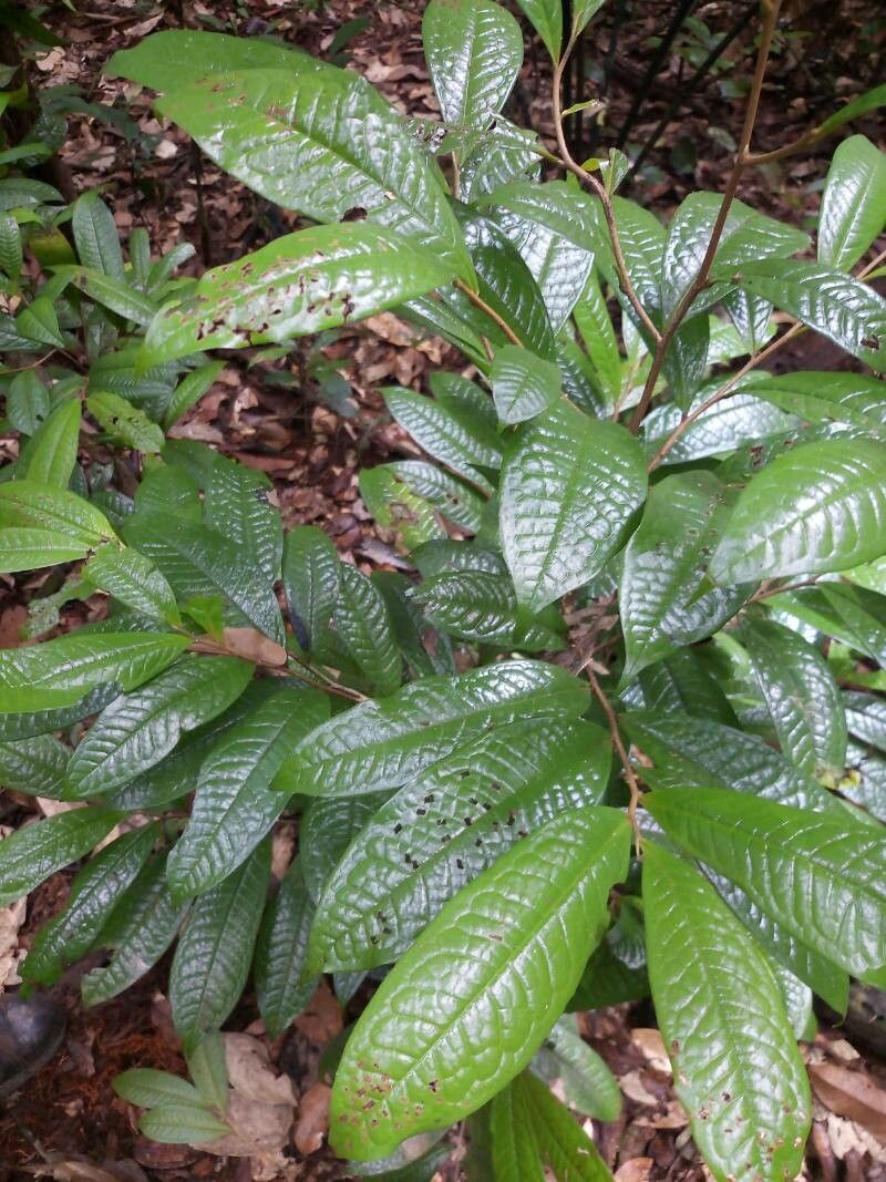 Duguetia yeshidan — houseplant care guide