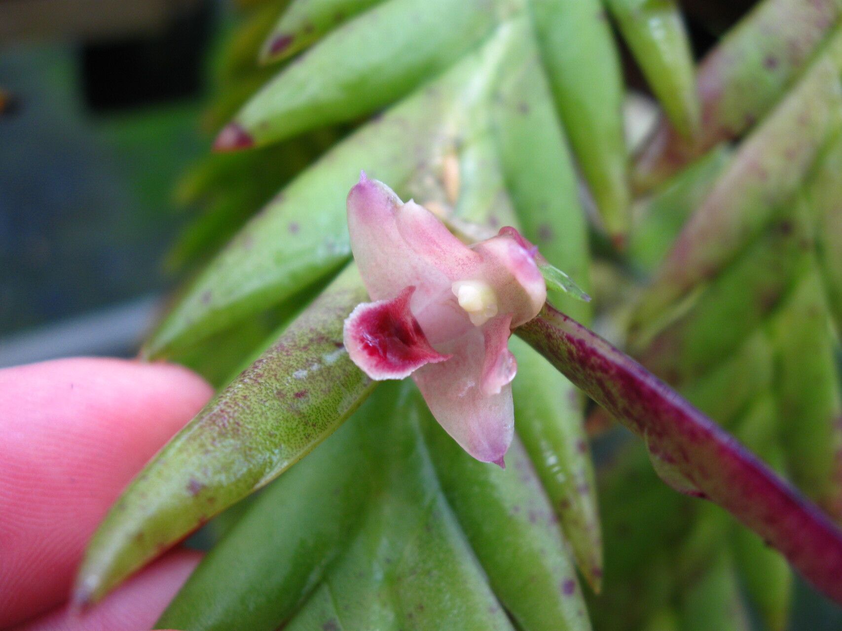Polystachya mystacioides flower