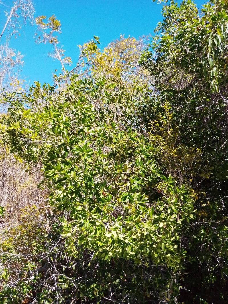 Mimusops capuronii habit