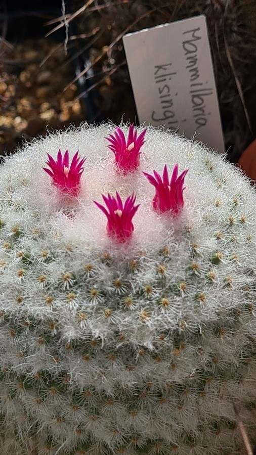 Mammillaria klissingiana flower