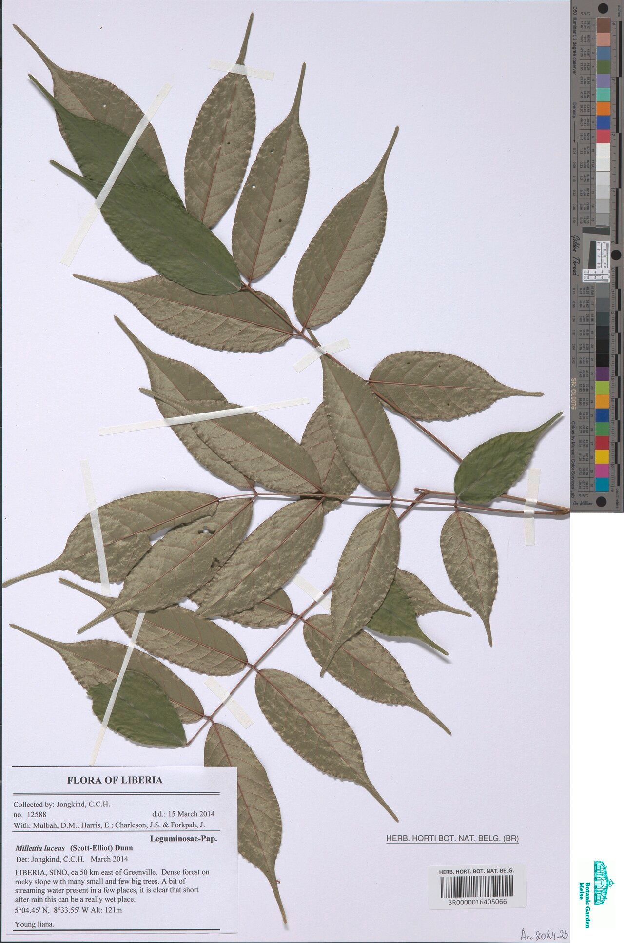 Millettia lucens — houseplant care guide