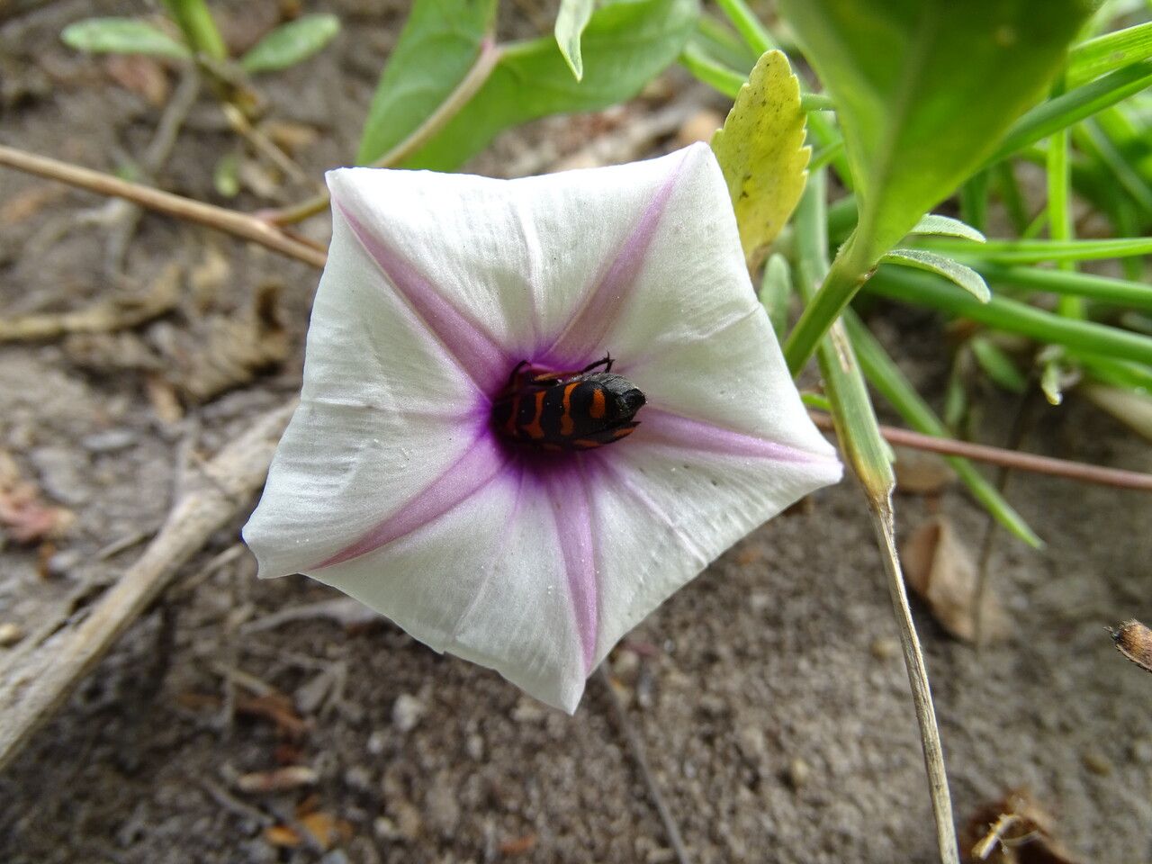 Ipomoea obscura flower