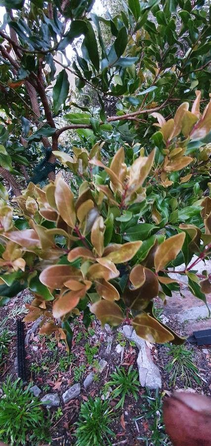 Tristaniopsis macphersonii — houseplant care guide