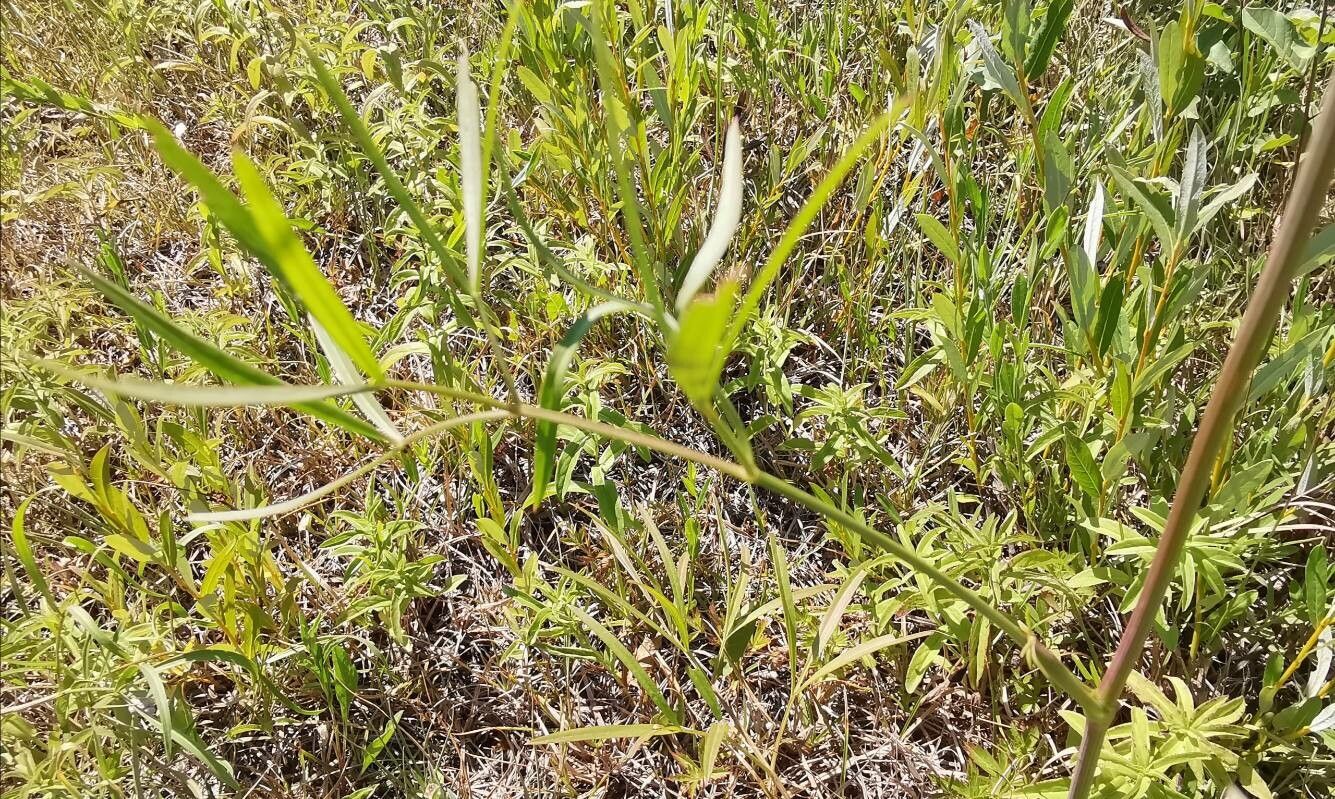 Peucedanum coriaceum — houseplant care guide