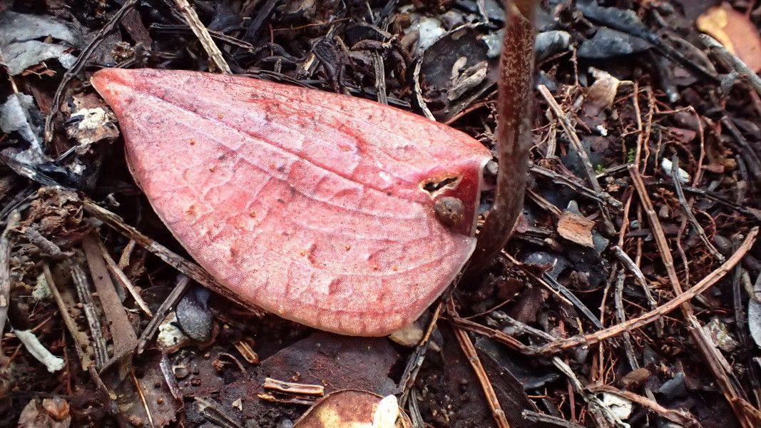 Pachyplectron neocaledonicum — related species from the same genus