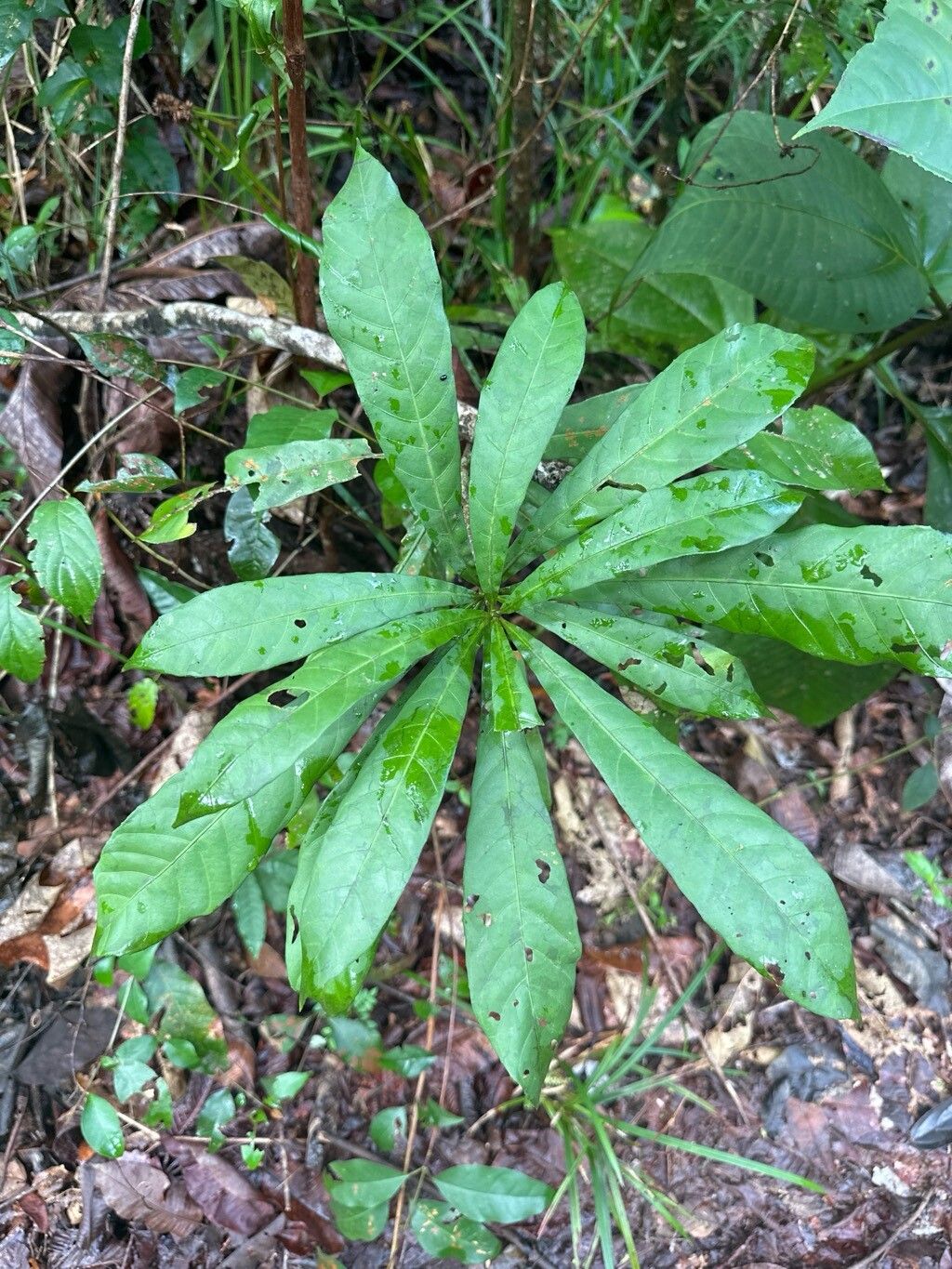 Pouteria multiflora — houseplant care guide