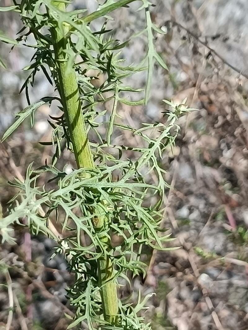 Centaurea stoebe — search result for 'Centaurea'